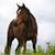 Standardbred mare well broke 2 thumbnail