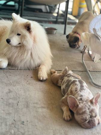 Samoyed macho de 2 años (San Diego)63841745214465122