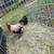 Rooster 1 thumbnail