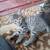 Kittens need loving homes 16 thumbnail