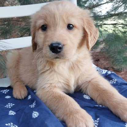 handsome  Golden retriever* (407 8zero9 5500)63664482489089121