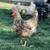 Swedish Flower Hen chicks 18 thumbnail