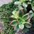 Aeonium ‘Kiwi’ succulent house plant 8 thumbnail