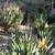 Furnished Townhouse in San Miguel de Allende 20 thumbnail