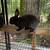 Rabbits 3 thumbnail