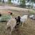 Large dairy goats 4 thumbnail