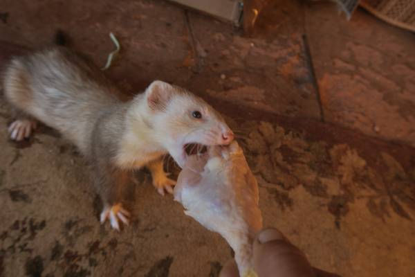 Ferret Rehome (Bisbee)63963107861506121