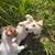 Jack Russell 5 thumbnail