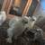 SHOW QUALITY SILKIES 6 thumbnail