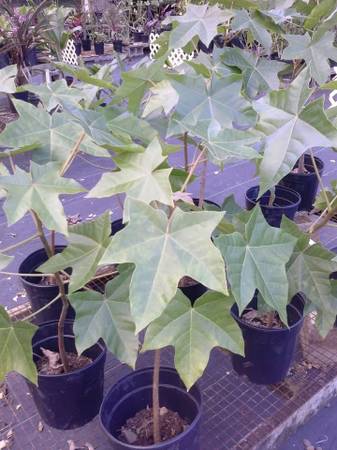 YOUNG KUKUI NUT TREES. [State tree of Hawai'i.] 1