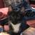 Siamese Maine Coon 17 thumbnail