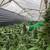 Colombian Cannabis Cultivation 2 thumbnail