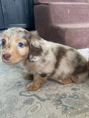9 weeks old puppies 1