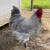 Beautiful Mottled Lavender English Orpington Rooster - 5 months old 1 thumbnail