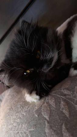 Persian Female (Bristol)64289702581891120