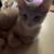 Two Kittens 1 thumbnail