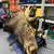 Moose Taxidermy Wall Mount Vintage Canadian Large 48"L x 36" Antler 2 thumbnail