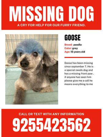Missing dog $400 reward (concord / pleasant hill / martinez)63696416721283120