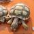 Sulcata Tortoise Hatchlings - $40 3 thumbnail