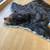Black Bear Rug 6 thumbnail