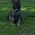 Full blooded not papered German shepherd puppies 15 thumbnail