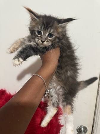 mainecoon kitten (Bronx)63875536209281124