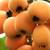 Loquat tree Seedling  5 ft - 5 year old 3 thumbnail