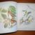 1962 - The Birds of America - John James Audubon - William Vogt - 4th 3 thumbnail