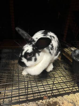 Rabbits (Mathis)63622345974913121