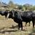 Brangus Replacement Heifers 3 thumbnail
