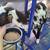 Young Painted Desert Rams For Sale! 6 thumbnail