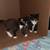 6 week old kittens 1 thumbnail