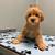 Two Precious Cavapoo Pups Available Now 1 thumbnail