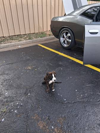CACHORRO BULLBOXER PITBULL DE 12 SEMANAS (Waco)63661959347457122