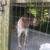 German shorthaired pointer and beagle mix 3 thumbnail