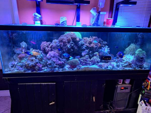 Fish tank saltwater 1