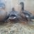 Call ducks 7 thumbnail