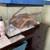 Rehoming 36" female Ball Python 3 thumbnail