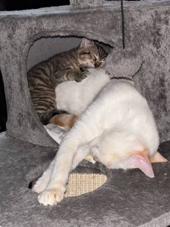 Gatita hembra (Deer park)63859314418947122
