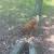 Chickens 2 thumbnail