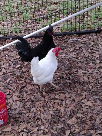 Zombie making pair 1