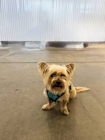 Chorkie necesita un hogar amoroso (South Park)63804731208067120