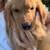 Golden Retrievers 2 thumbnail