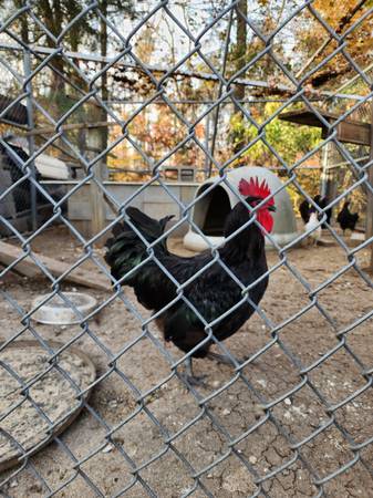 Roosters 1