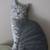 tapestry TABBY CAT brown striped Pillow 2 thumbnail