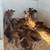 Bottle calves 9 thumbnail