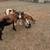 Sheep 1 thumbnail