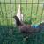 Fighting rooster and hen with chick for sale 2 thumbnail