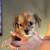 Shorkie puppies 3 thumbnail