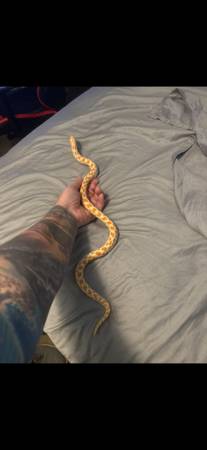 Albino Hognose Male ready to breed (Leesburg)63687863836163121